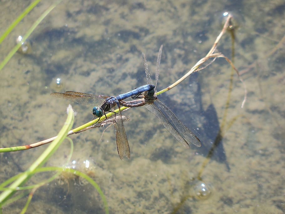 dragonfly, insect, mating, nature, bug, wildlife, summer, animal HD wallpaper