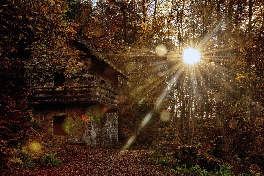 Sunset, Forest, Carinthia, kerbl, tree, nature, outdoors, woodland HD wallpaper