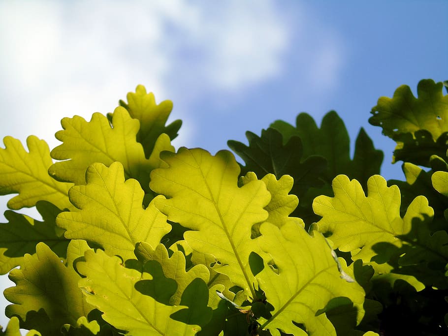 green leaves under cloudy sky, oak, tree, foliage, nature, season HD wallpaper