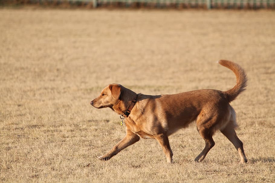 dog, labrador, walk, collar, pet, park, animal, one animal HD wallpaper