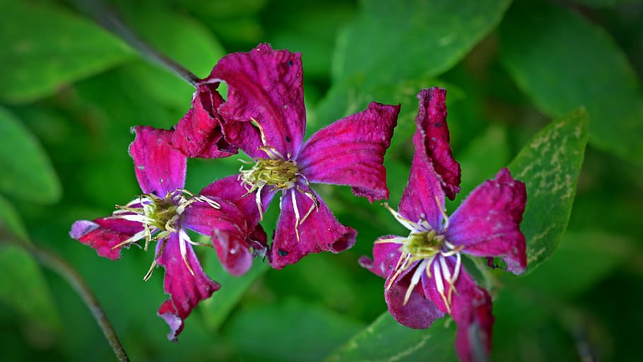 clematis, withered, faded, flower, plant, nature, transience HD wallpaper
