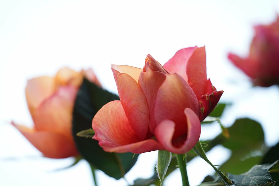 rose, orange, light, flower, beauty in nature, flowering plant HD wallpaper