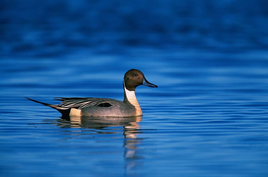 gray mallard duck on body of water, northern pintail duck, drake, HD wallpaper