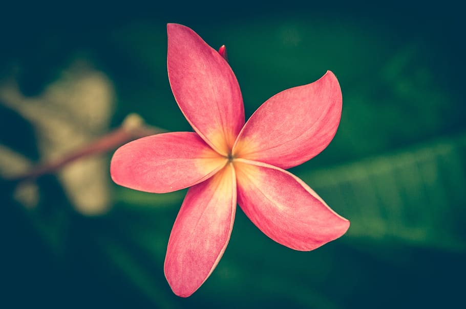 closeup photography of red Plumeria frangipani flower, vintage, HD wallpaper
