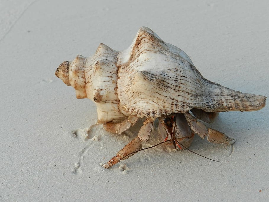 shell, hermit crab, zanzibar, residents, coast, beach, sea HD wallpaper