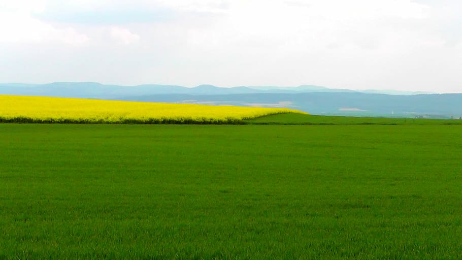 spring field, oilseed rape, rape blossom, yellow, nature, outdoor HD wallpaper