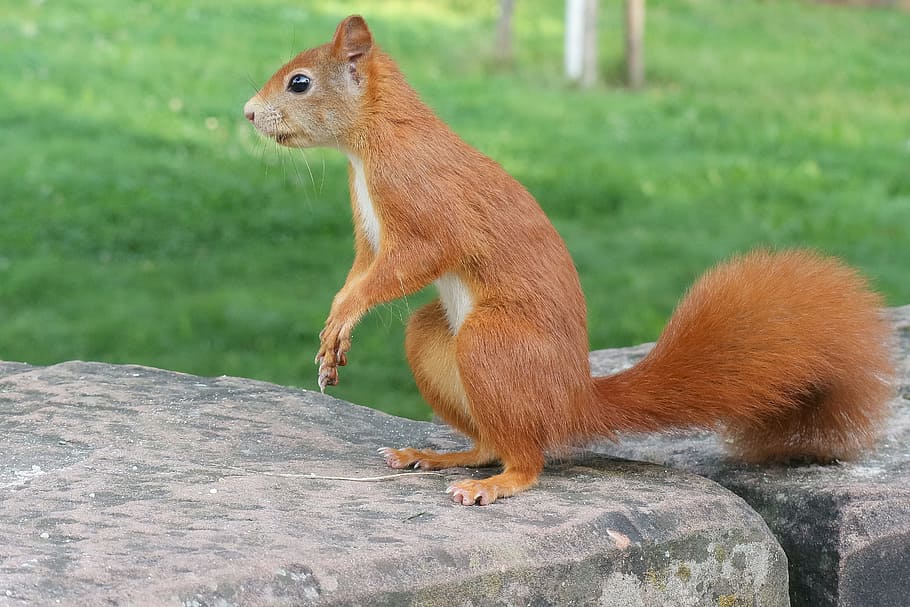 squirrel, animals, wild animals, rodent, nature, animal themes HD wallpaper