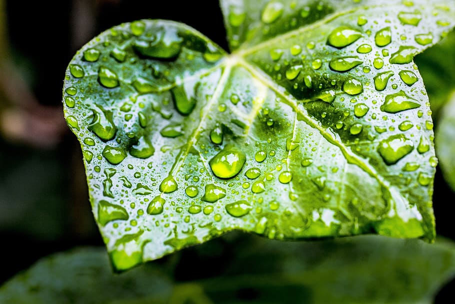 rain, sheet, vegetable, green, nature, spring, leaves, raindrop HD wallpaper