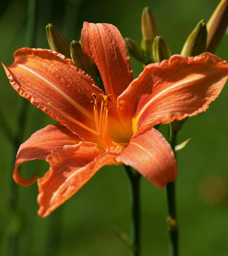 lily, orange, macro, blossom, bloom, garden, flowering plant HD wallpaper