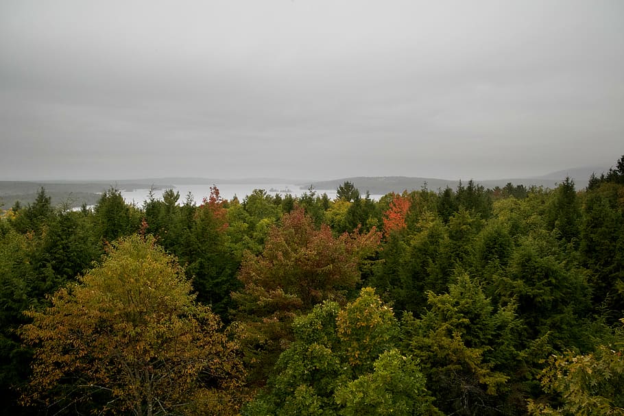 cloudy, forest, landscape, nature, sky, trees, scenics, outdoors HD wallpaper