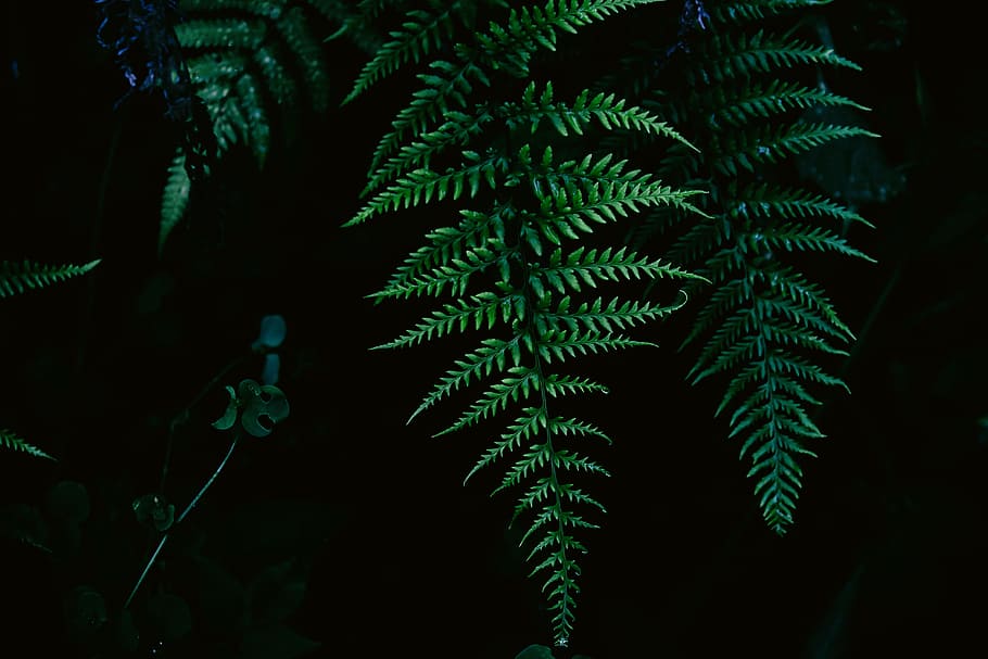 green fern plant, green Boston fern plant, close up, photo, green leaves, HD wallpaper