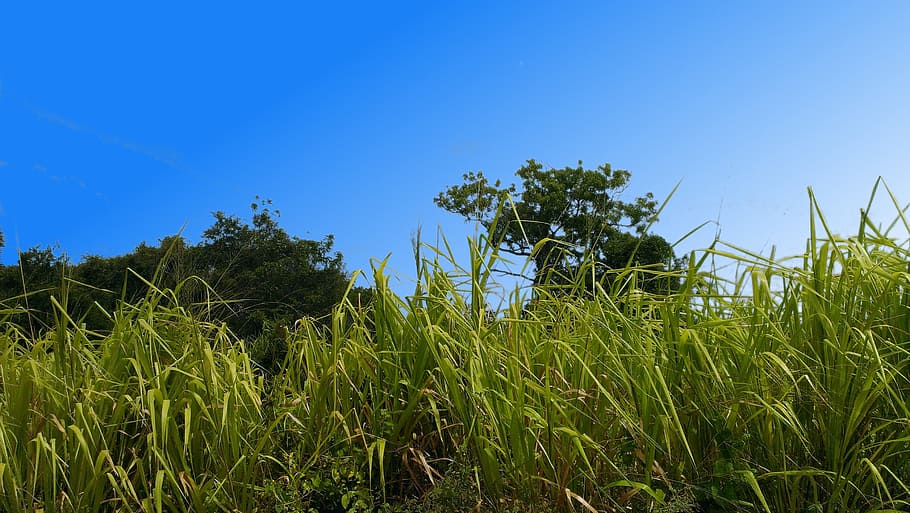 grass, blue sky, nature, plant, growth, field, land, green color HD wallpaper