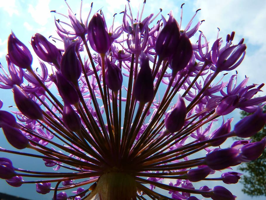 Chives, Blossom, Bloom, Spice, Flower, purple, sea life, undersea HD wallpaper