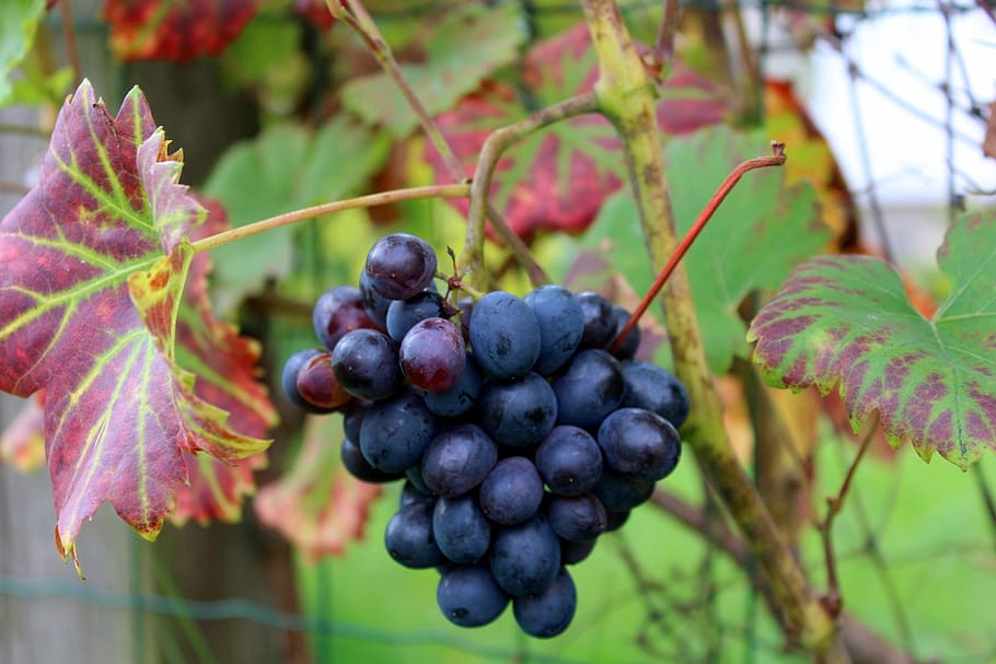 grapes, garden, fruit, fresh, dark, nature, foliage, the cultivation of HD wallpaper