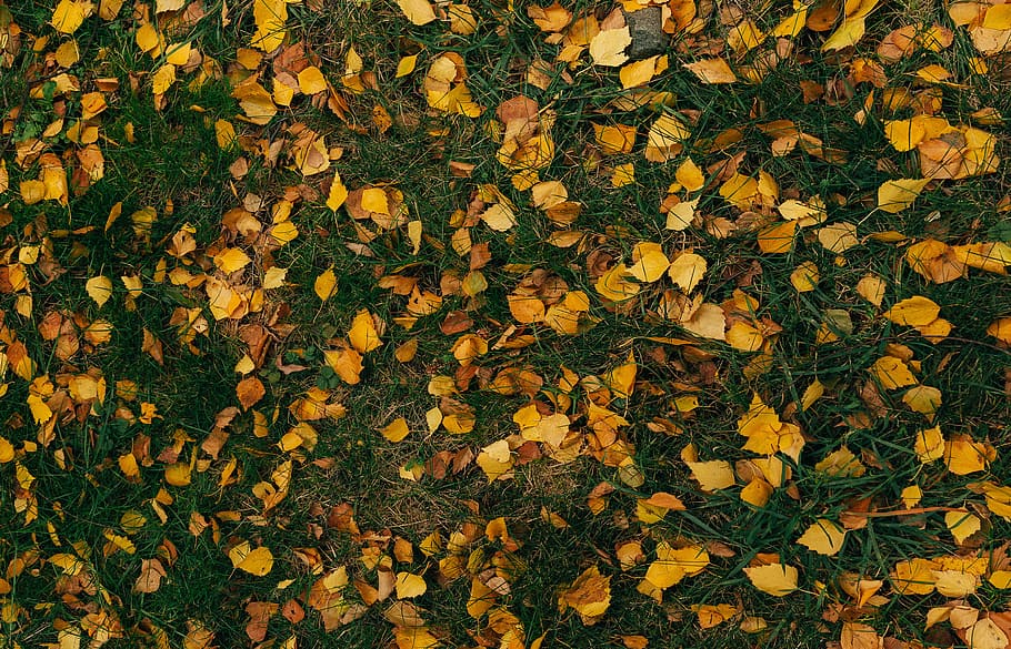 yellow flowers on green grass field, dried leaves on the ground HD wallpaper