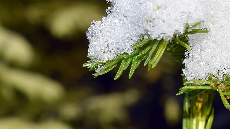 Winter, Snow, Pine Wood, Forest, snowy, flower, white color HD wallpaper
