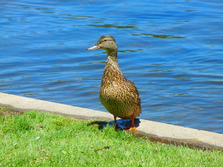 pond, duck, bird, animals in the wild, vertebrate, animal themes HD wallpaper