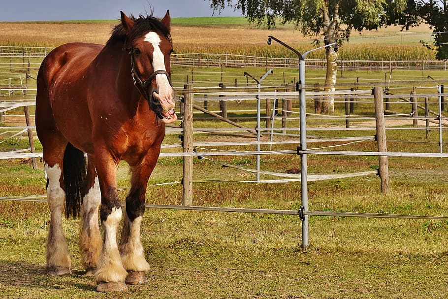 horse standing on green lawn, shire horse, big horse, ride, reitstall, HD wallpaper