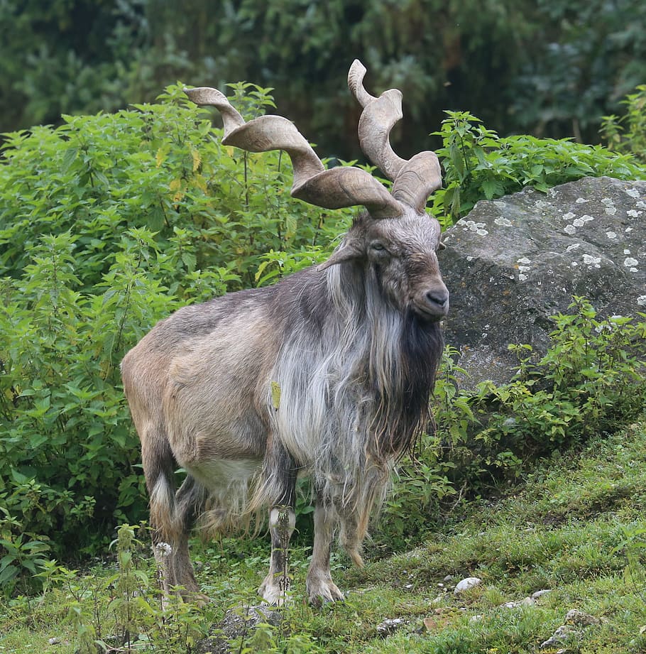 goat, goat on the mountain, wild animal, fauna, ibex, kid, mammal, HD wallpaper