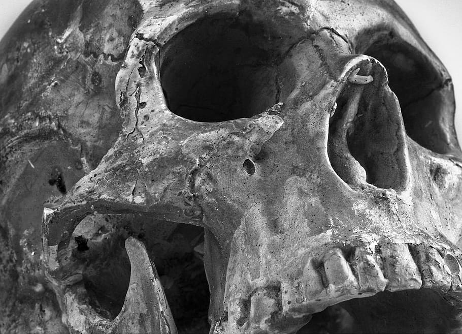 grayscale photo of human skull, color, teeth, bone, close-up HD wallpaper