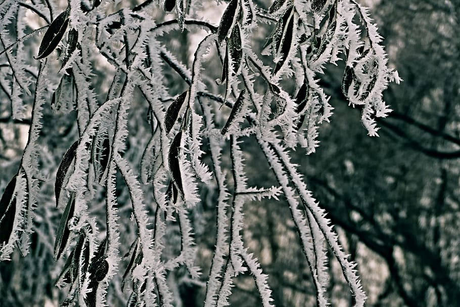 tree, a branch, foliage, winter, forest, icing, willow, plant HD wallpaper