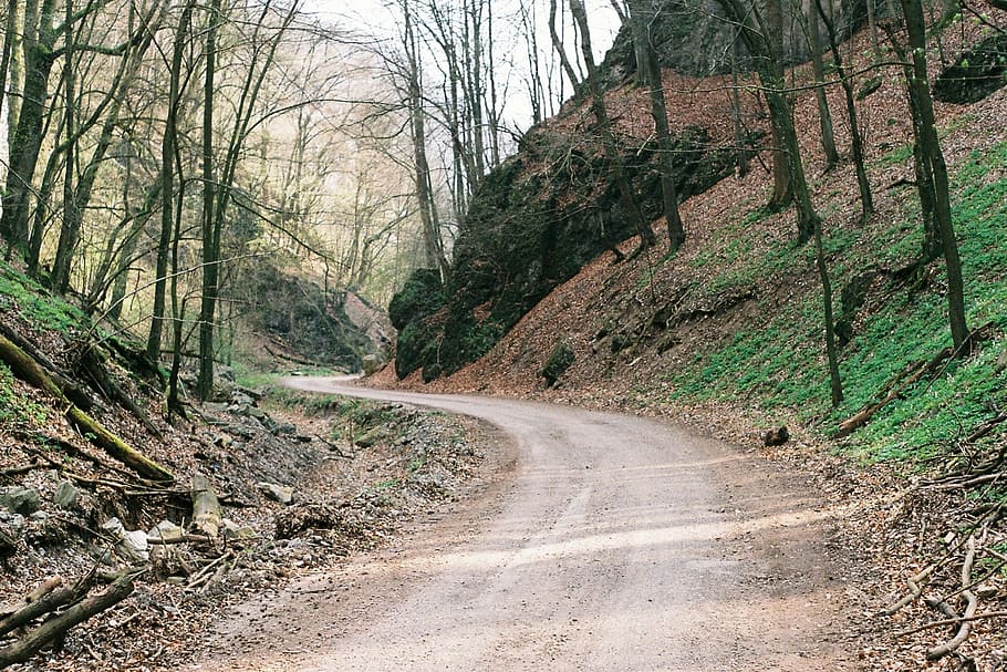 trees along dirt road, leafless, grass, branches, woods, nature HD wallpaper