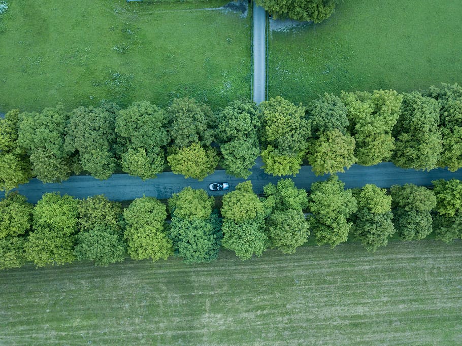 aerial photography of car on road near trees, aerial photograph of gray vehicle in the road between trees HD wallpaper