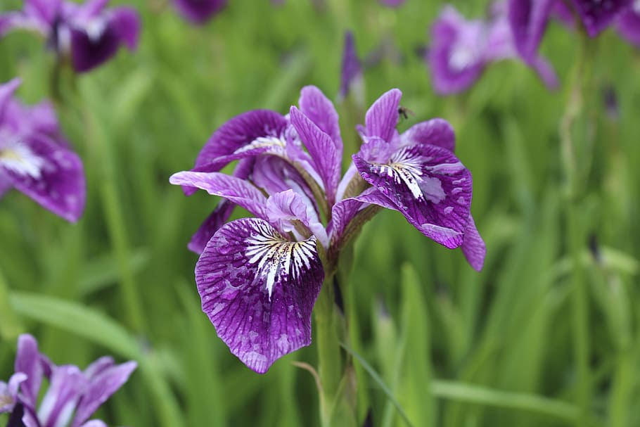 Iris, Irideae, haveiris, nature, purple, flower, plant, close-up HD wallpaper