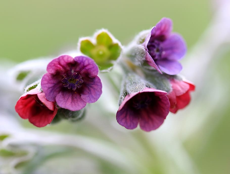 flower, mov, wild, small, spring, nature, plant, violet, flora HD wallpaper