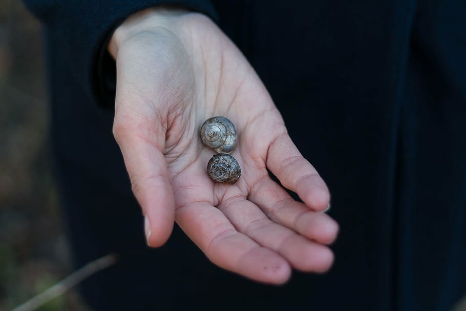 two shells on person's hand, dark, blur, palm, snail, outdoor HD wallpaper