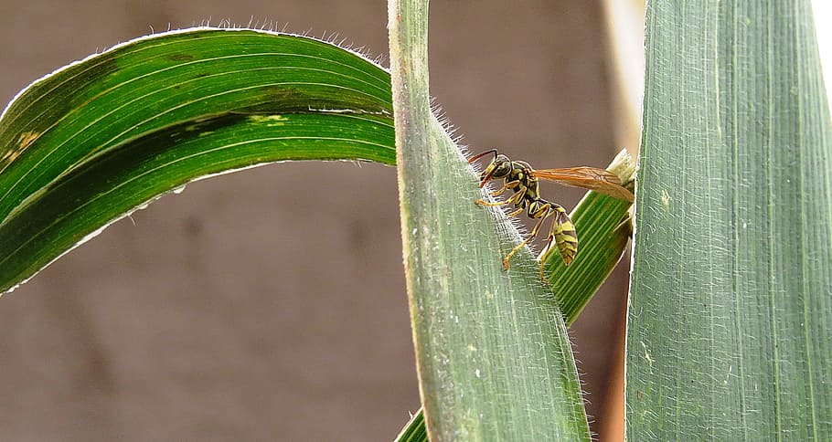 image, macro, yellow jacket, insect, quindio, animal themes HD wallpaper