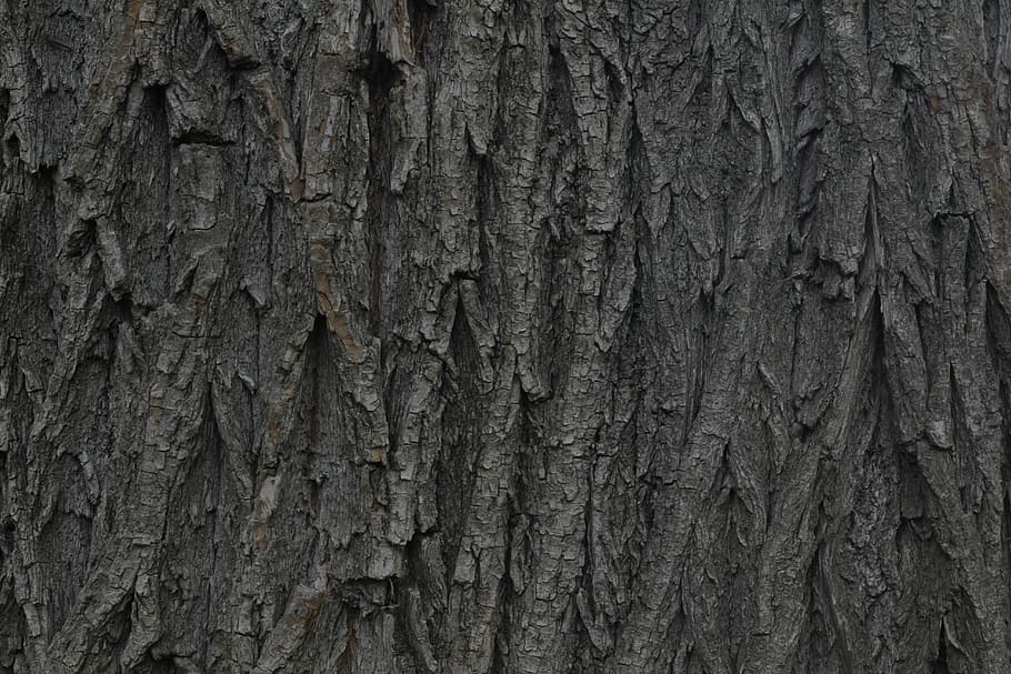 bark, wood, willow, tribe, structure, backgrounds, textured HD wallpaper