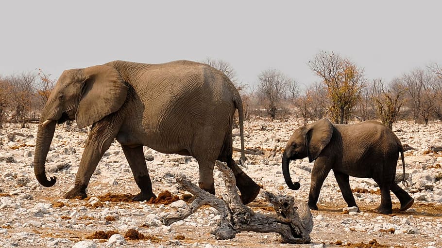 two brown elephants, africa, namibia, nature, dry, heiss, national park HD wallpaper
