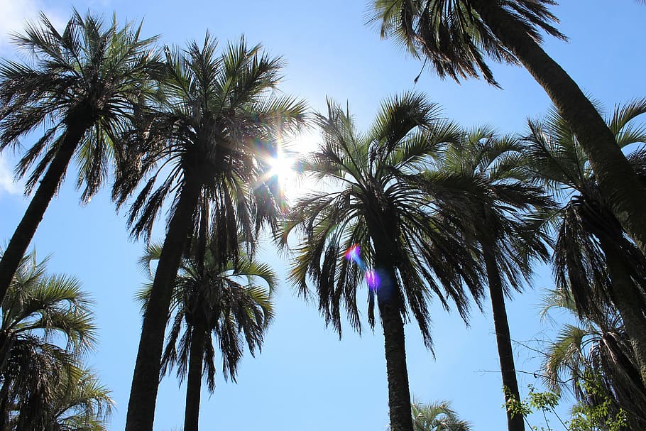 Palms, Landscape, Sun, Nature, Exotic, vegetation, palm Tree HD wallpaper