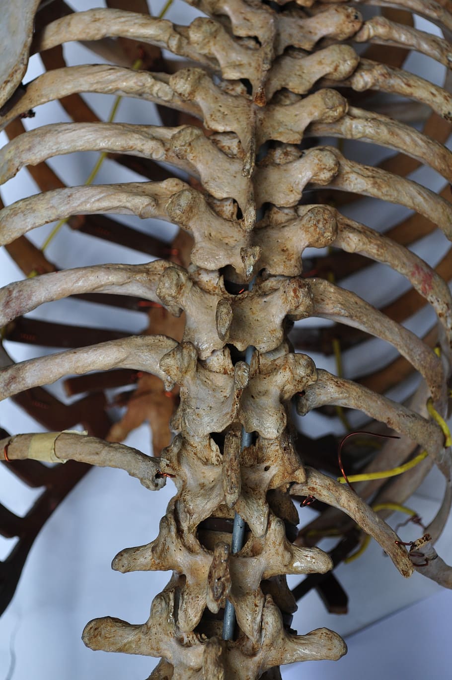 photo of human's spinal column, bones, skeleton, back, spine, HD wallpaper