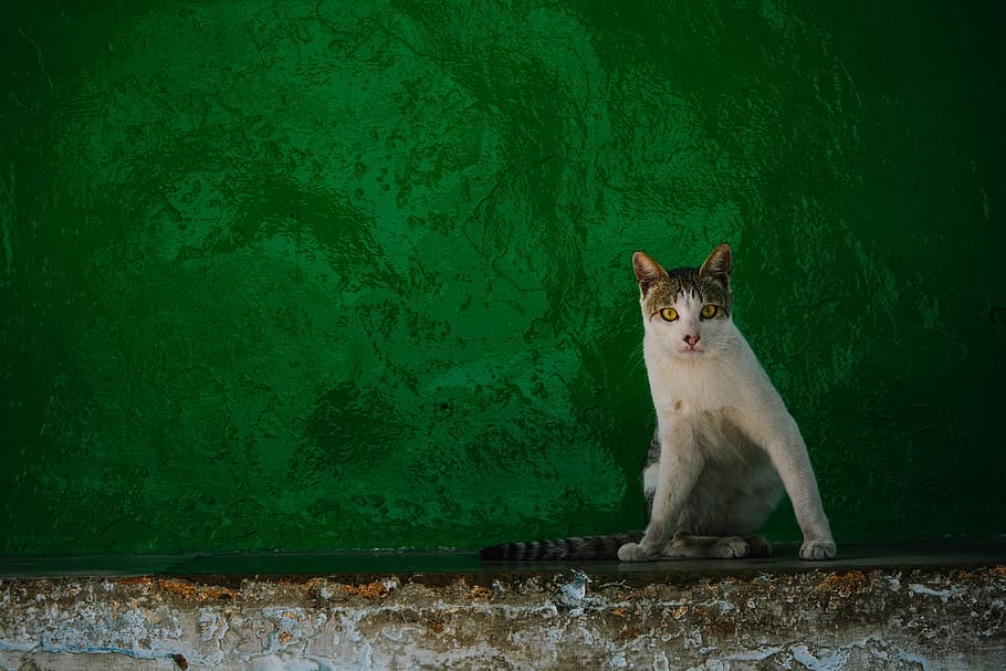 white and black cat, white and gray cat sitting near green wall HD wallpaper