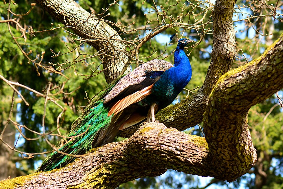 multicolored peafowl standing on tree, peacock, bird, exotic HD wallpaper