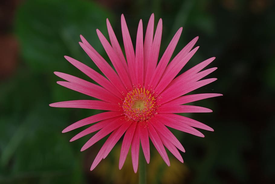 blossom, bloom, red, pink, plant, macro, flower, nature, close HD wallpaper