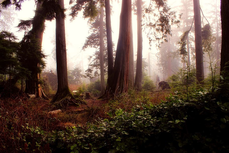 landscape photo of forest covered with fog, trees, woods, morning HD wallpaper