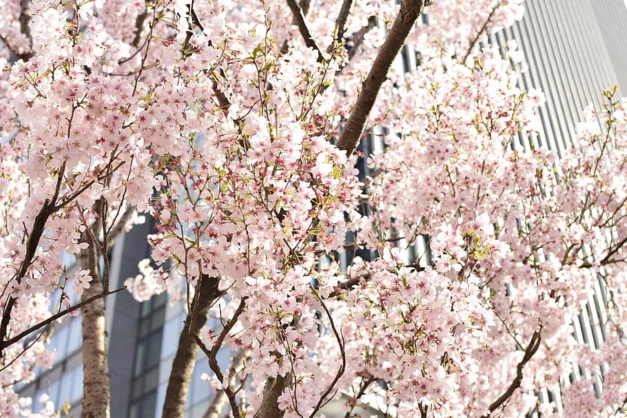 cherry, street trees, flowers, flowering plant, blossom, springtime HD wallpaper