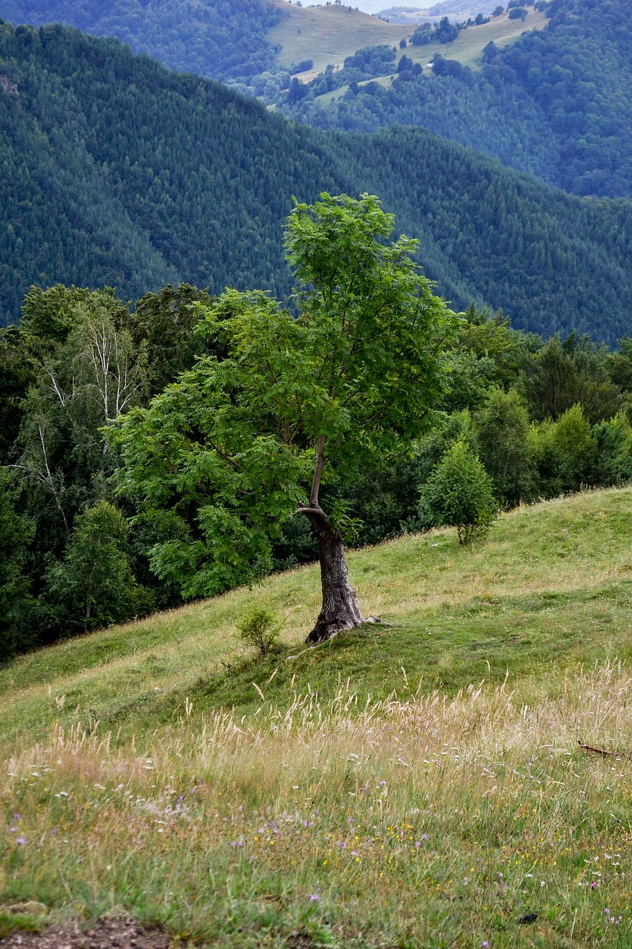 Tree, Mountain, Travel, Forest, Nature, summer, sky, blue, landscape HD wallpaper