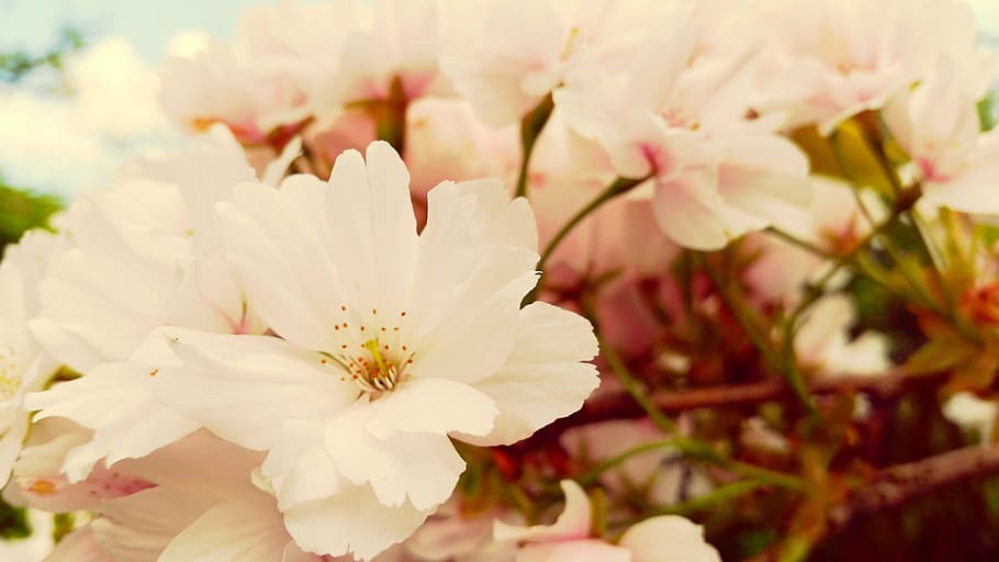 flowers, spring, nature, plant, branch, handsomely, flowering plant HD wallpaper