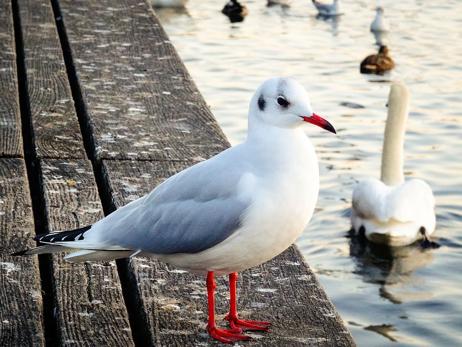 seagull, bird, nature, close, water bird, seevogel, animal portrait HD wallpaper