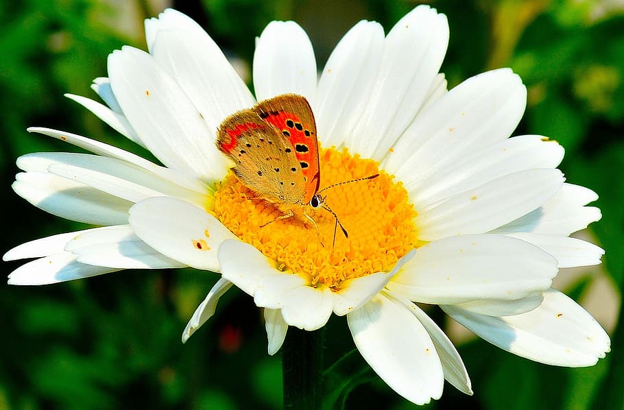 Moth, Insect, Nature, Flowers, Yellow, daisy, color, daisies HD wallpaper