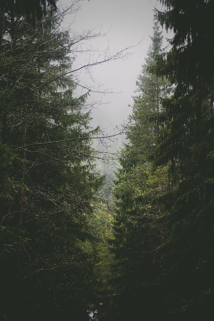 green forest during cloudy day, trees, conifers, nature, environment, HD wallpaper