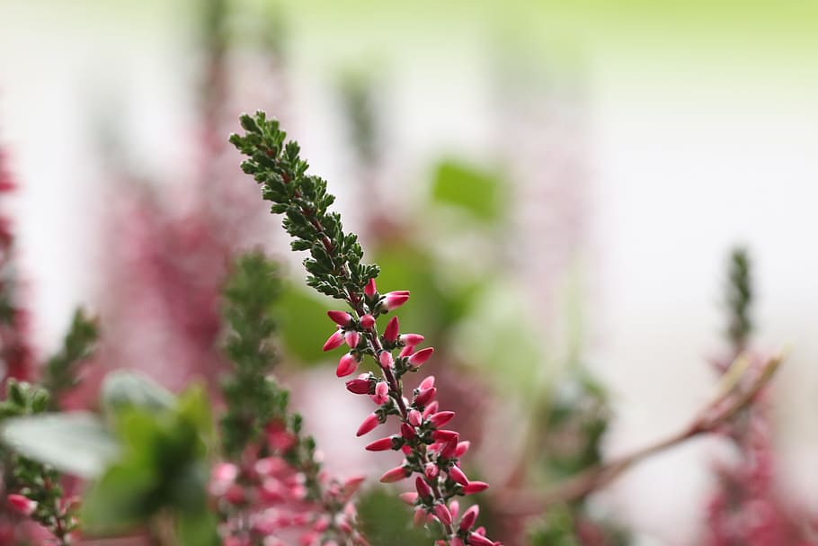 heather, flower, autumn, fall, plant, growth, close-up, nature HD wallpaper