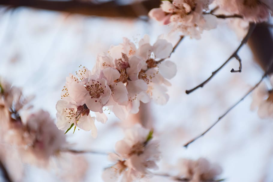 hangzhou, Cherry Blossoms, flower, spring, tree, branch, flowering plant HD wallpaper