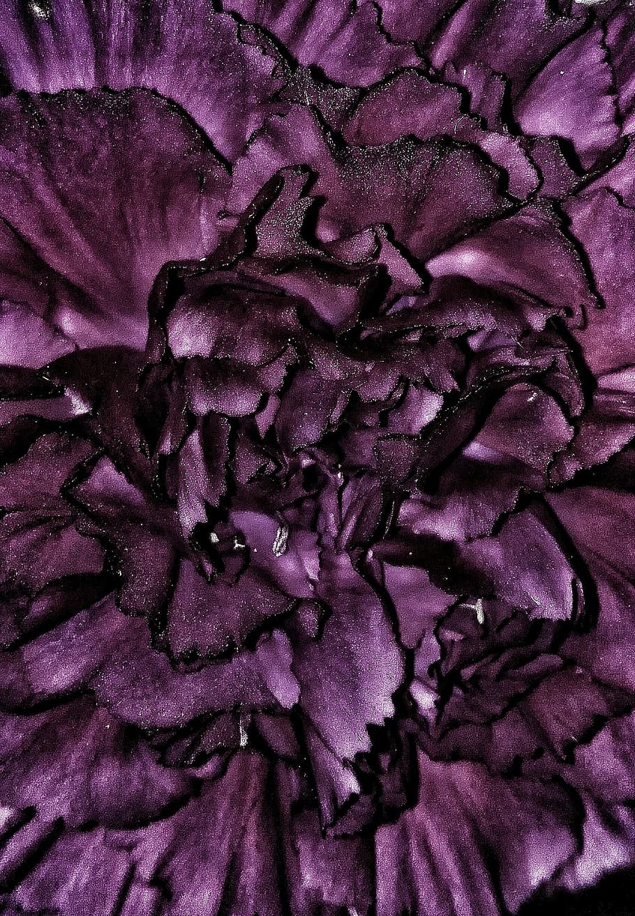 flowers, carnation, purple, texture, garden, vegetable garden HD wallpaper