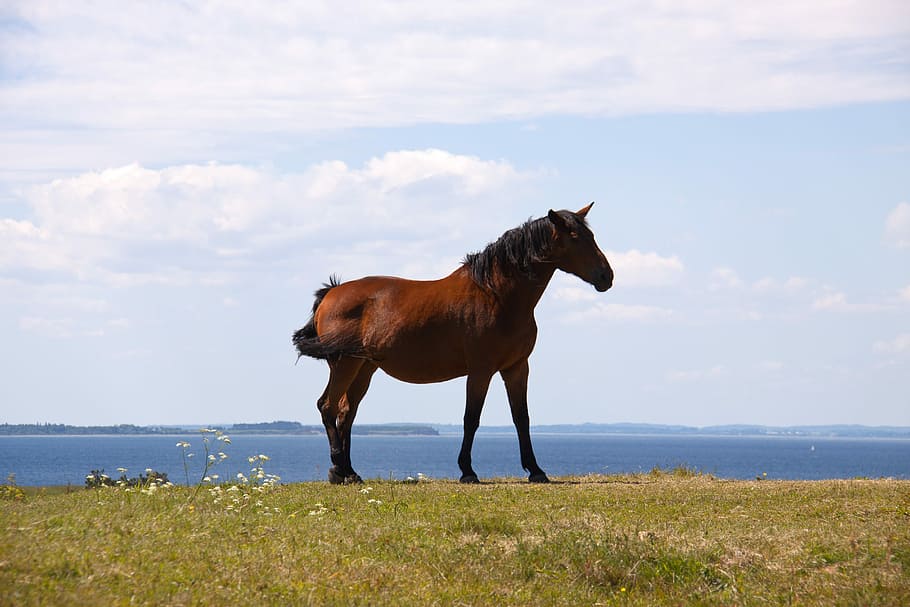 brown horse on grass field, Profile, Hill, Ocean, Horizon, cloudscape HD wallpaper