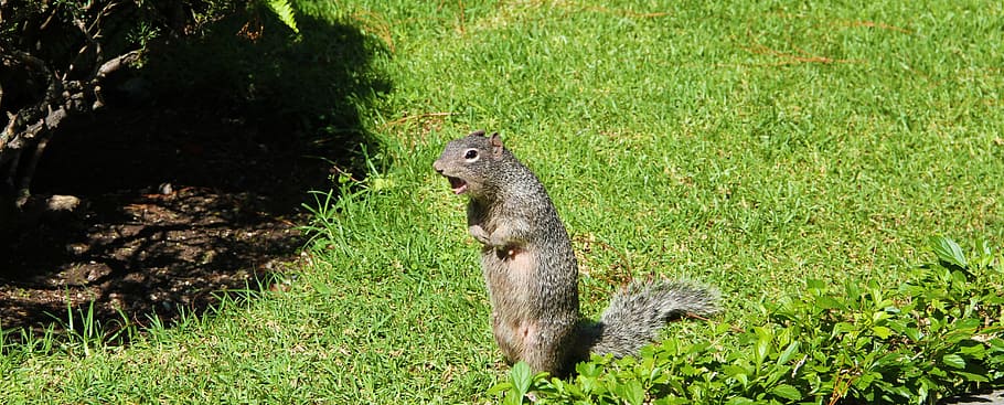 photo of brown squirrel standing on grass, animals, nature HD wallpaper